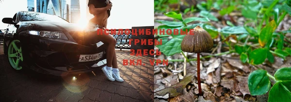 хмурый Пересвет